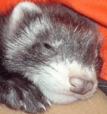 Ein neues Gehirn für das Frettchen von Open AI gibt uns Raum für weitere Experimente!