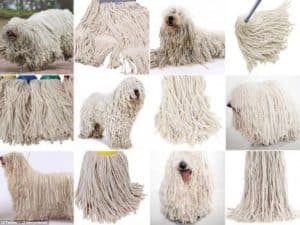 Obtížně rozeznatelné obrázky