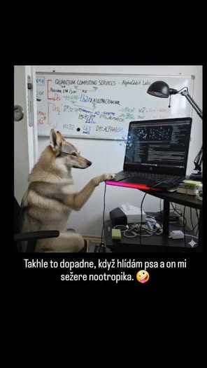 🐺💻 Opiekuję się dzisiaj wilczakiem czechosłowackim... i już rozumiem dlaczego mówią, że te psy są mądre!