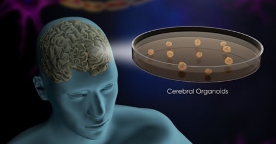 Miniaturní mozci vypěstovaní v laboratoři